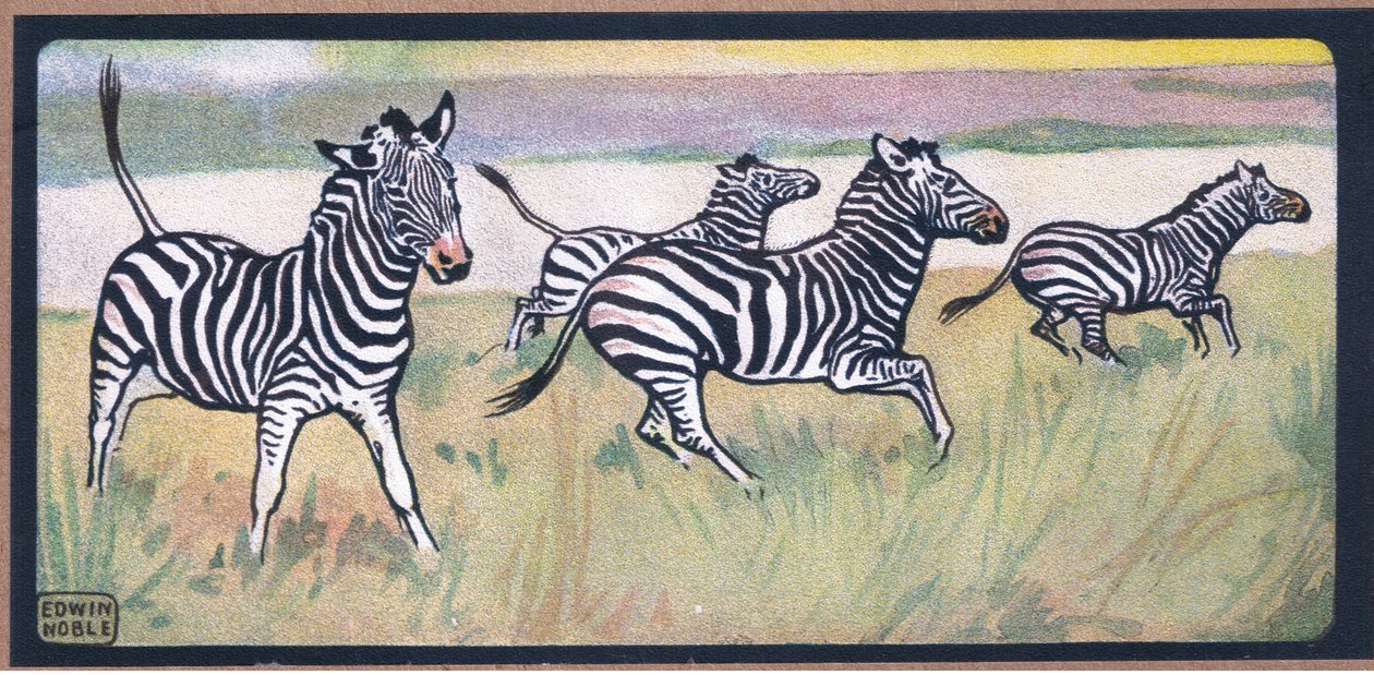 Zebras de John Edwin Noble