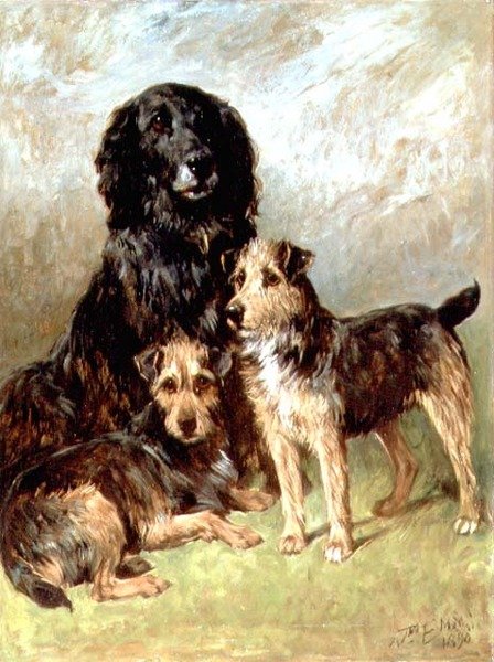 Animais Familiares de John Emms