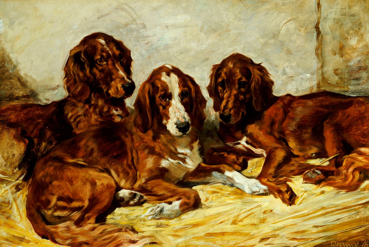 Shot e seus amigos - três irlandeses vermelhos e brancos, 1876 de John Emms