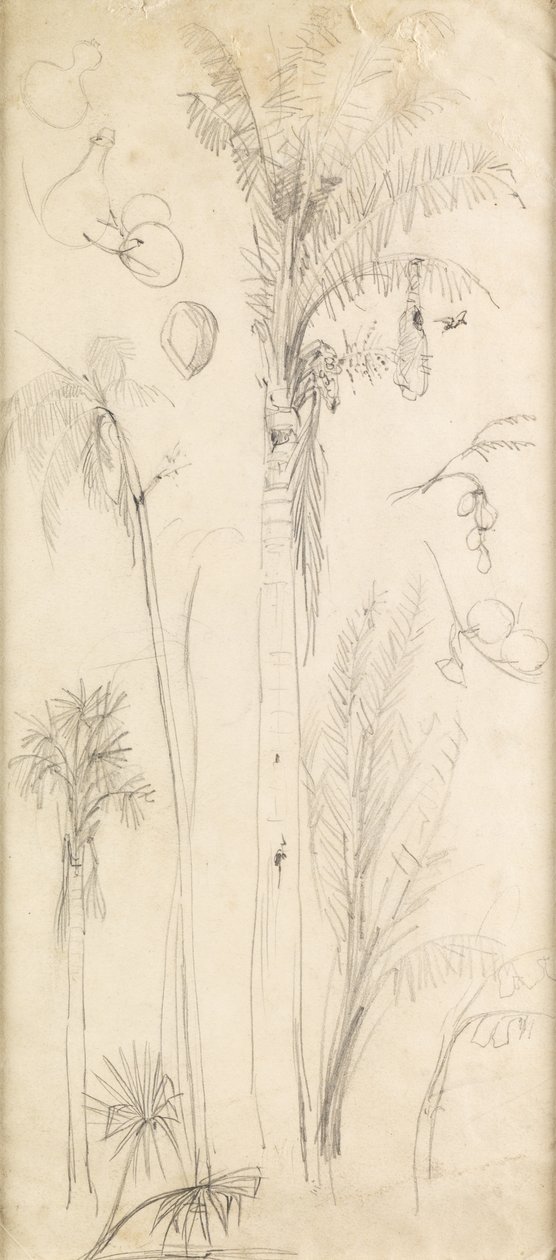Palmeiras (lápis sobre papel) de John Everett Millais