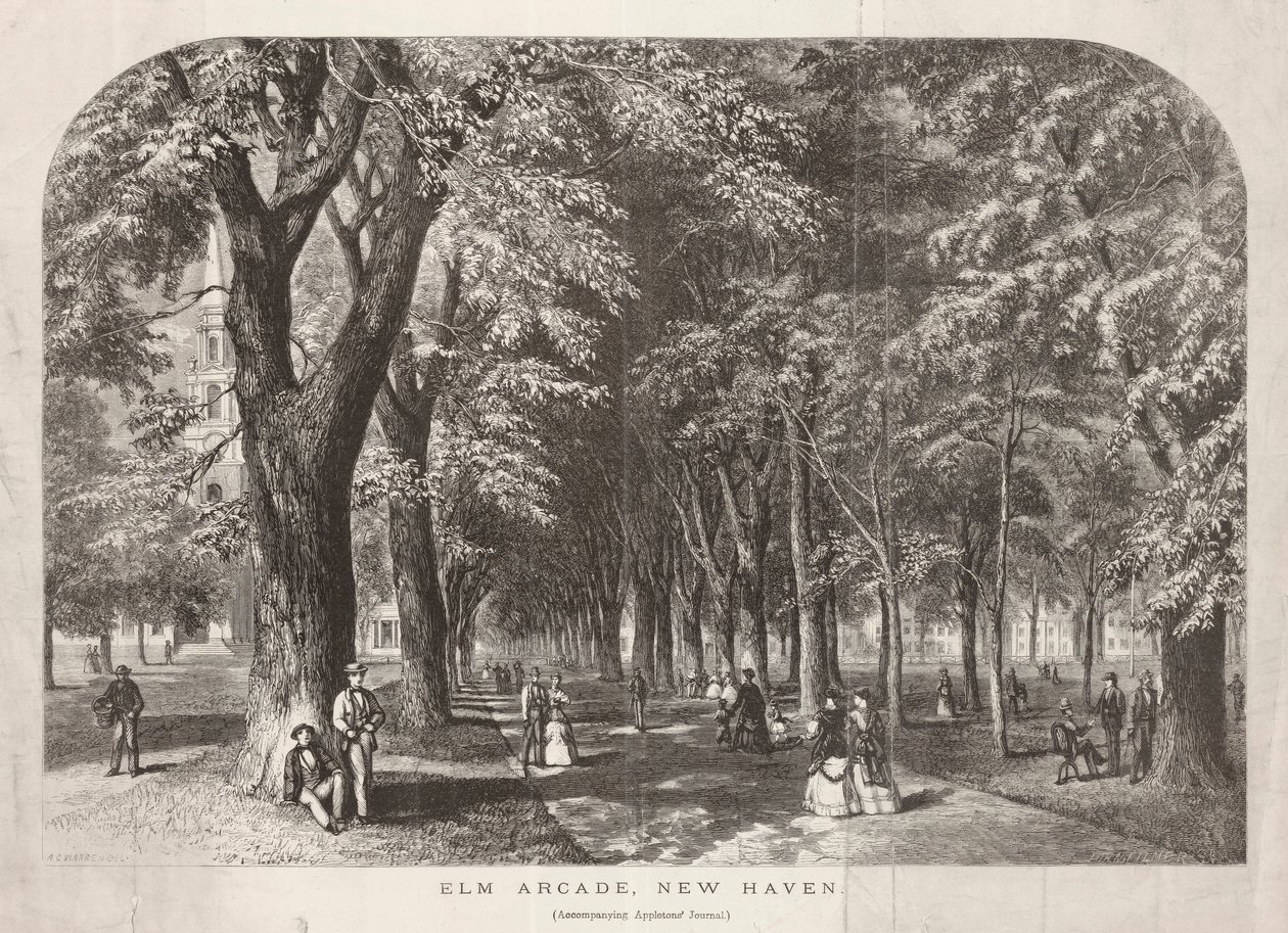 Elm Arcade View of the Green de John Filmer
