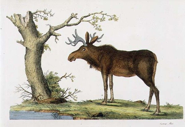 Cervus Alces (alce) (litho) de John Frederick (after) Miller