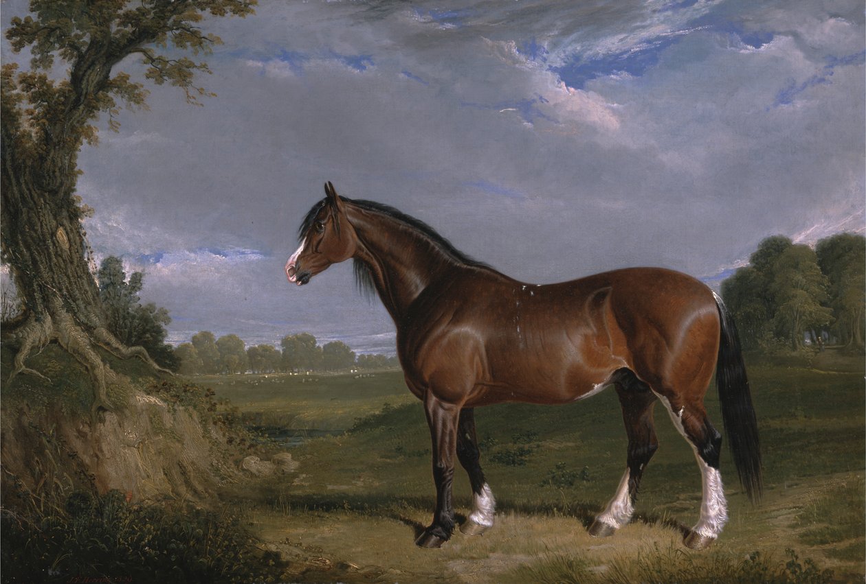Um garanhão de Clydesdale de John Frederick Herring