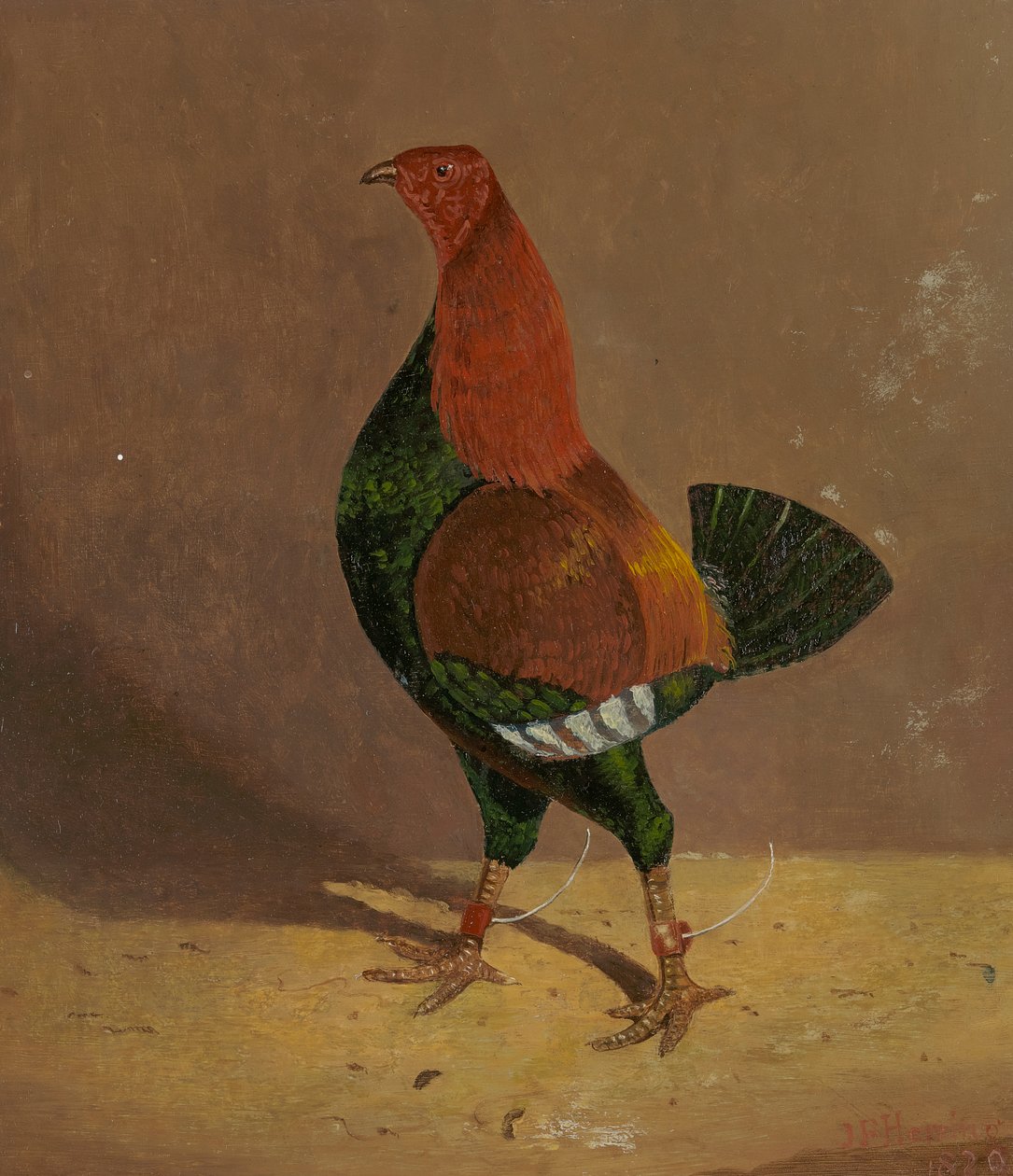 Galos de combate: um Galo de combate de peito escuro, virado para a esquerda de John Frederick Herring