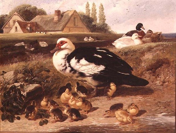 Patos e Patinhos de John Frederick Herring Jnr