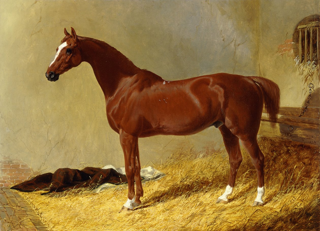 Um cavalo de corrida da baía em uma tenda, 1843 de John Frederick Herring Senior