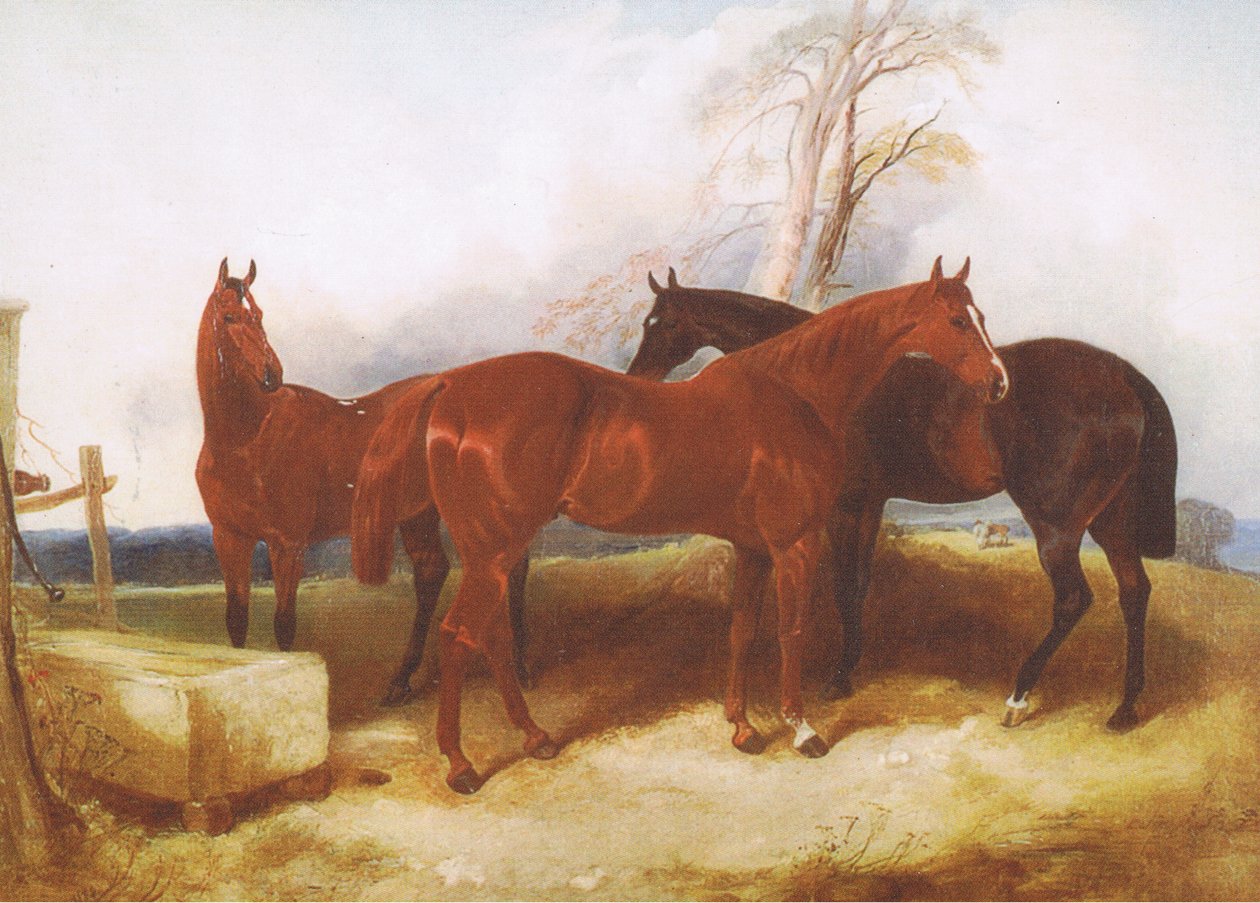 Um grupo de cavalos, de uma fonte de revista ou livro desconhecido de John Frederick Herring Senior