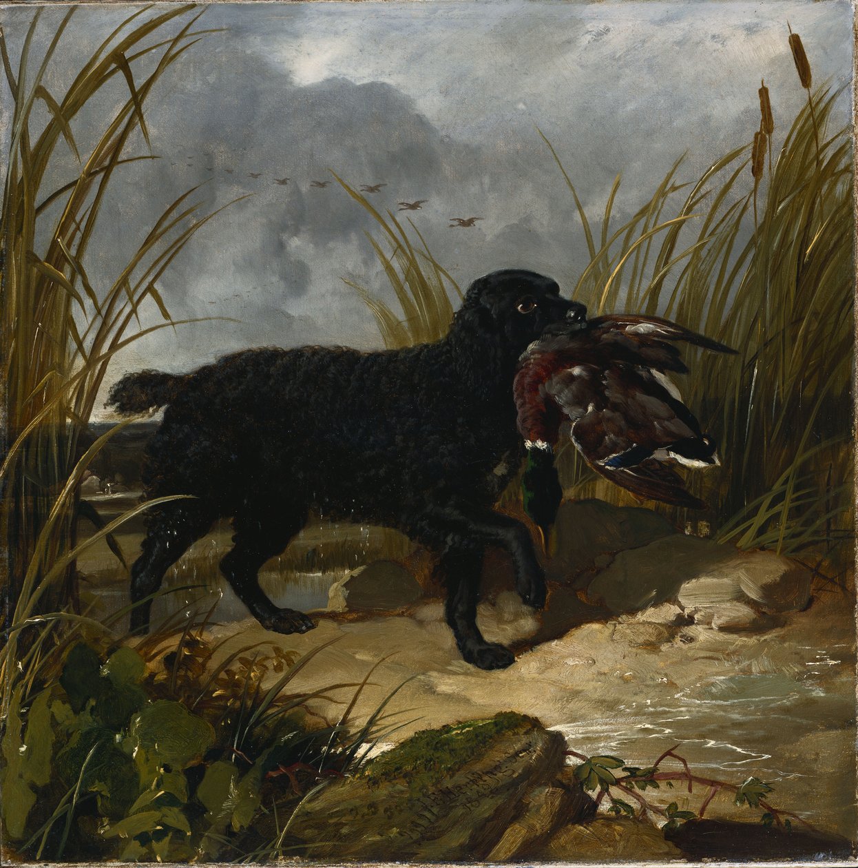Um Spaniel de Água Irlandês Recuperando um Pato Selvagem Drake, 1849 de John Frederick Herring Senior