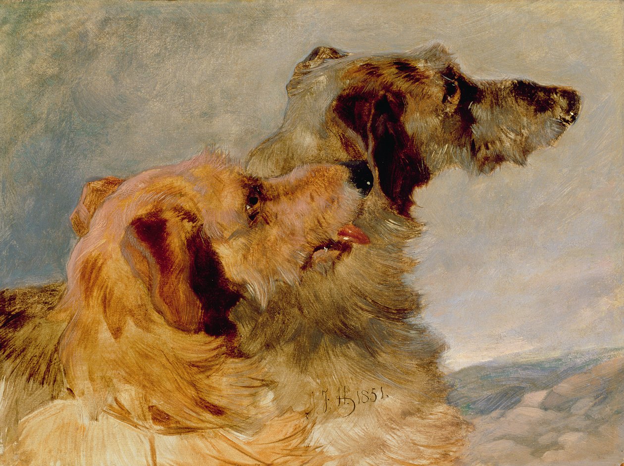Dois Deerhounds, 1851 (óleo sobre papel) de John Frederick Herring Senior