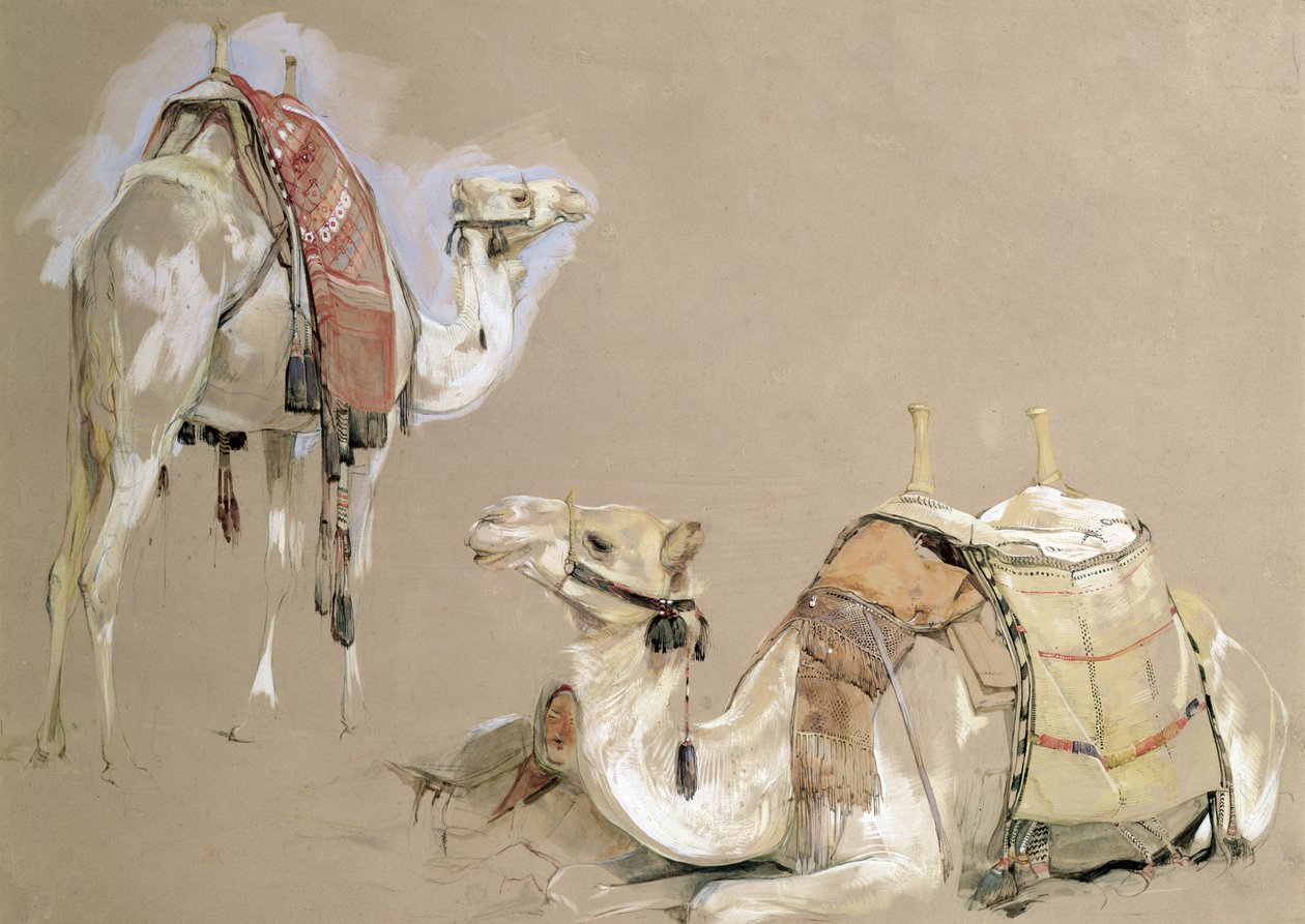 Estudos sobre camelos de John Frederick Lewis