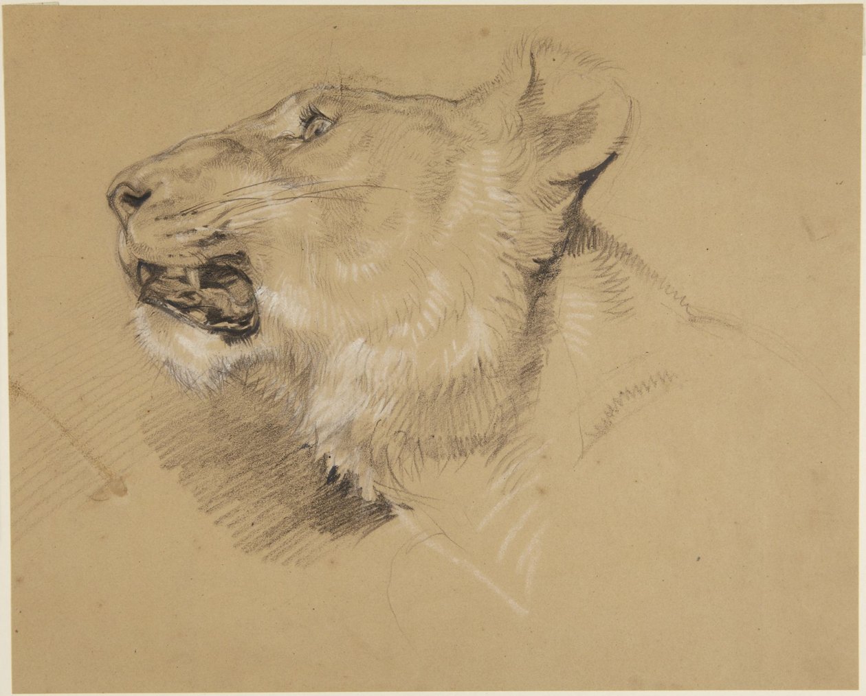 Cabeça de leoa de John Frederick Lewis