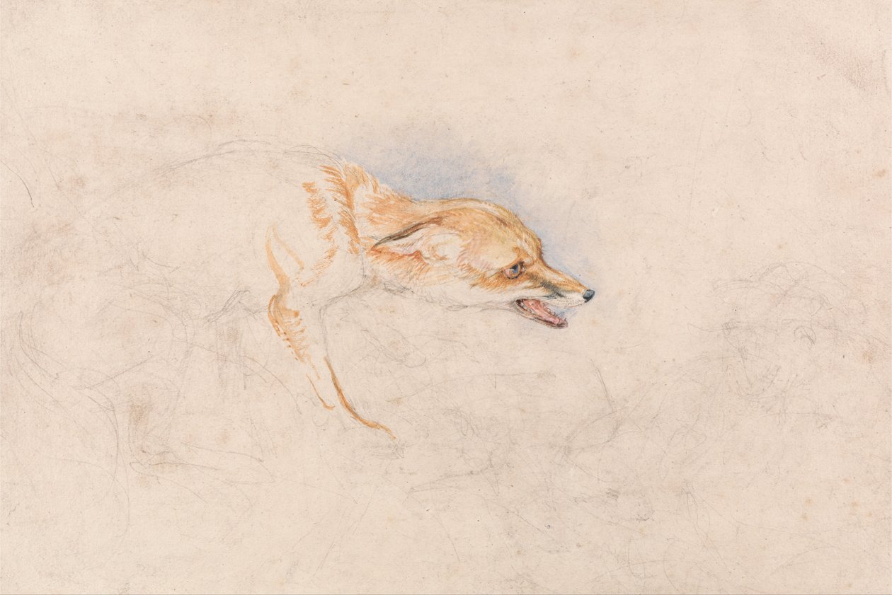 Estudo de uma raposa agachada, virada para a direita de John Frederick Lewis