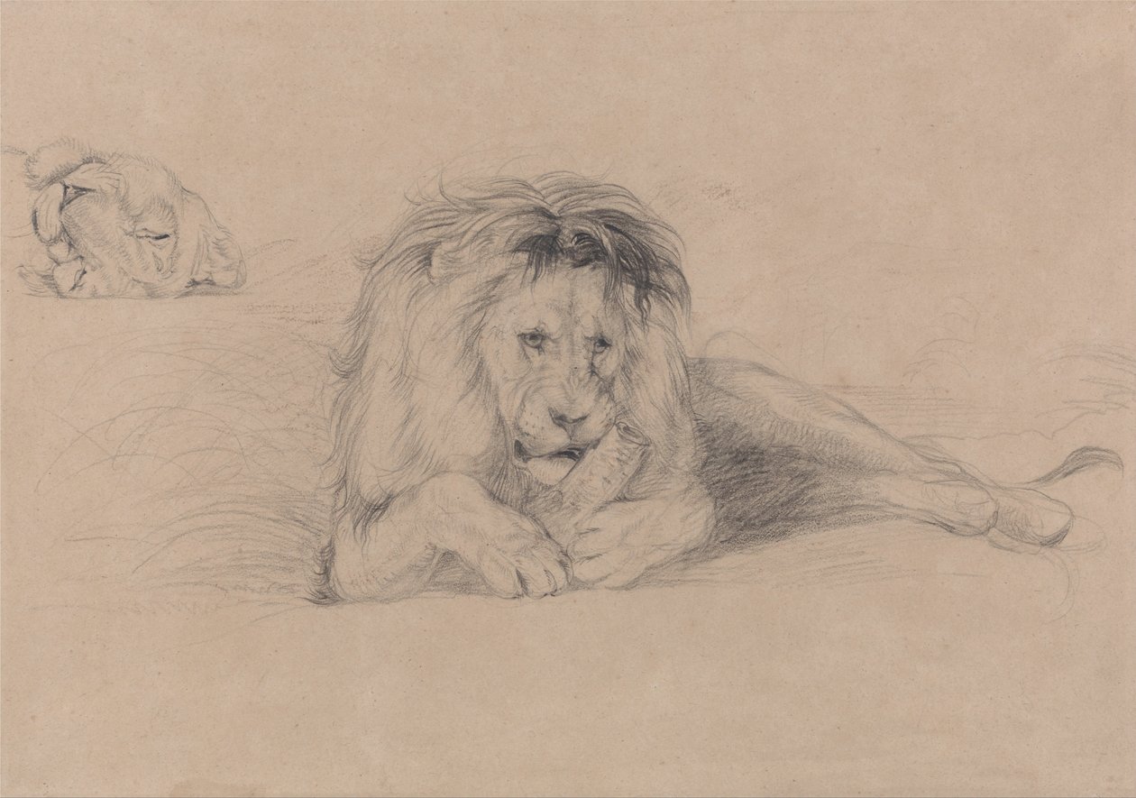 Estudo de um leão e estudo de uma cabeça de leoa de John Frederick Lewis