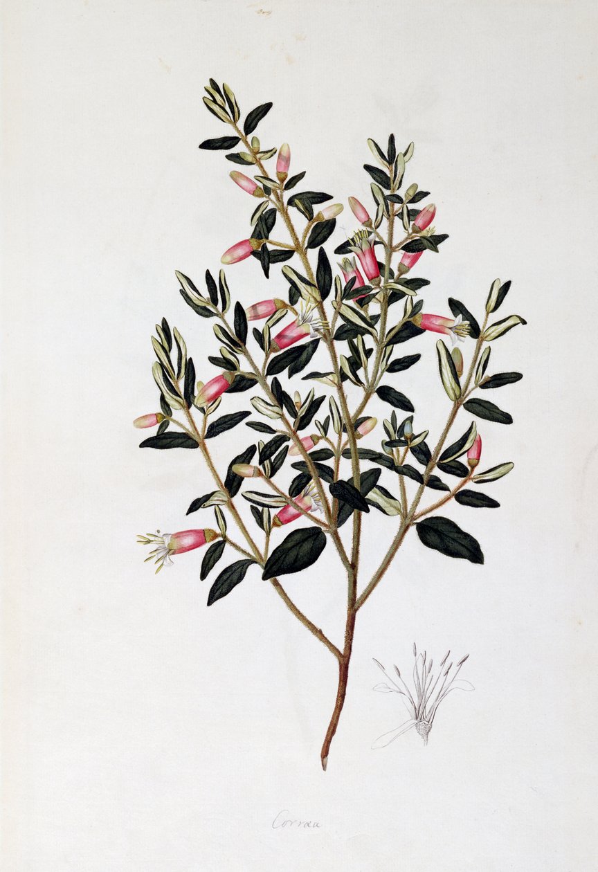 Correa Reflexa, desenho de John Frederick Miller (1759-1796) de John Frederick Miller