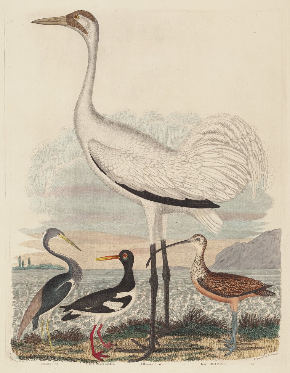 Louisiana Heron, Pied Oyster-catcher, Hooping Crane, e Long-billed Curlew, publicado em 1808-1814. de John G. Warnicke