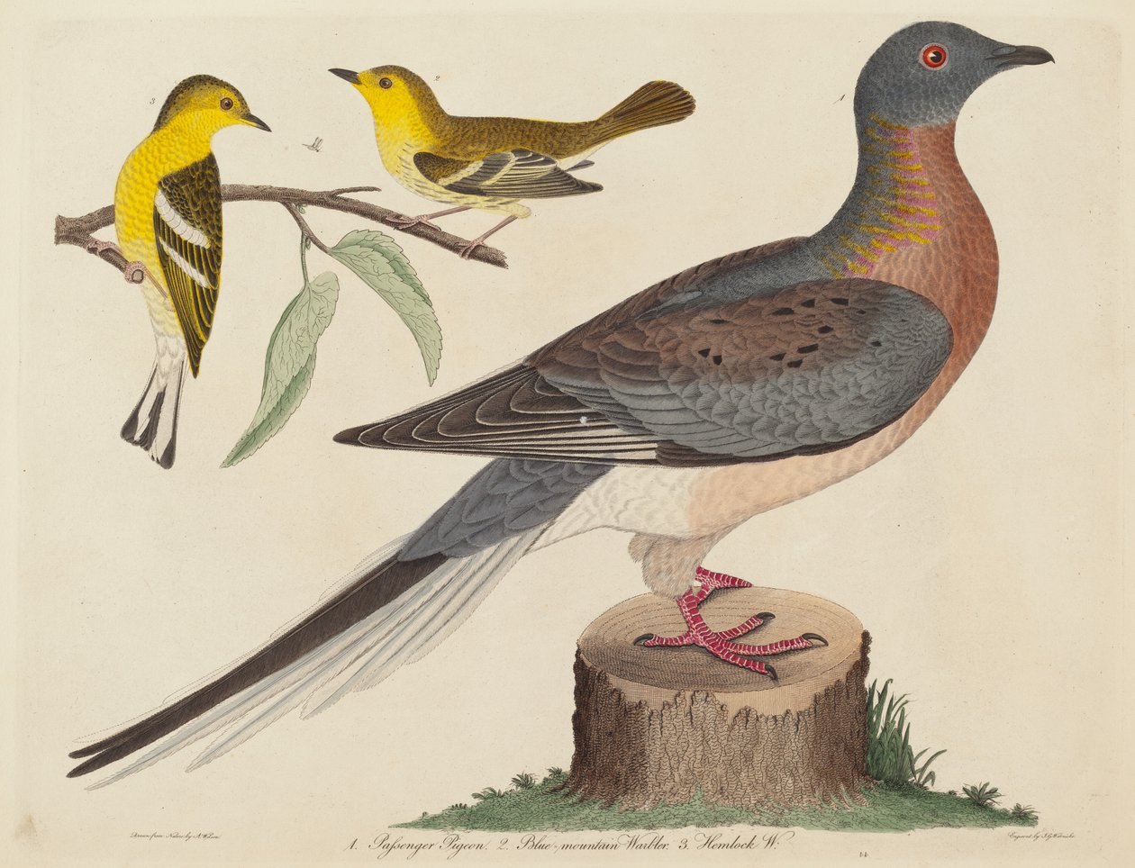 Passenger Pigeon, Blue-mountain Warbler, e Hemlock Warbler, publicado em 1808-1814. de John G. Warnicke