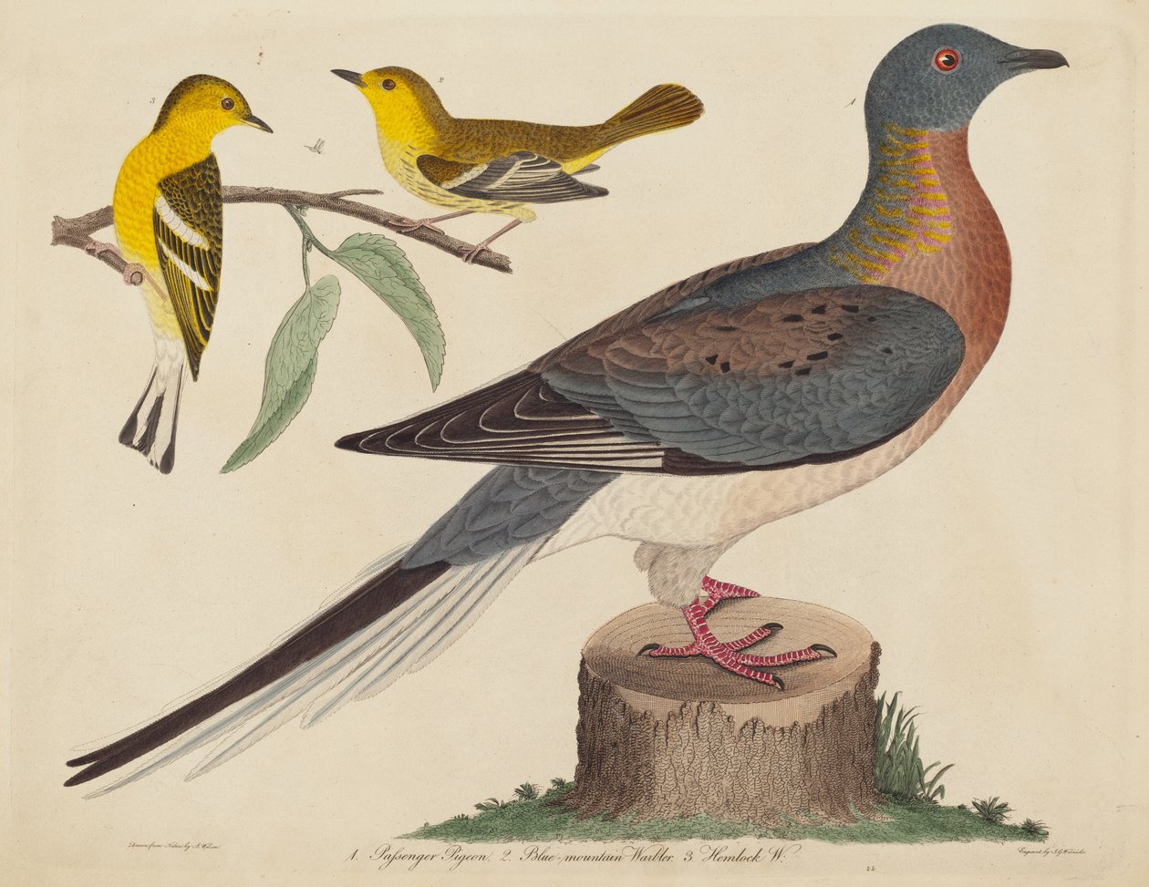 Passenger Pigeon, Blue-mountain Warbler e Hemlock Warbler, publicado 1808-1814. de John G. Warnicke