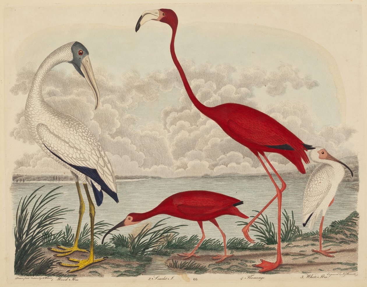 Wood Ibis, Scarlet Ibis, Flamingo, e White Ibis, publicado 1808-1814. de John G. Warnicke