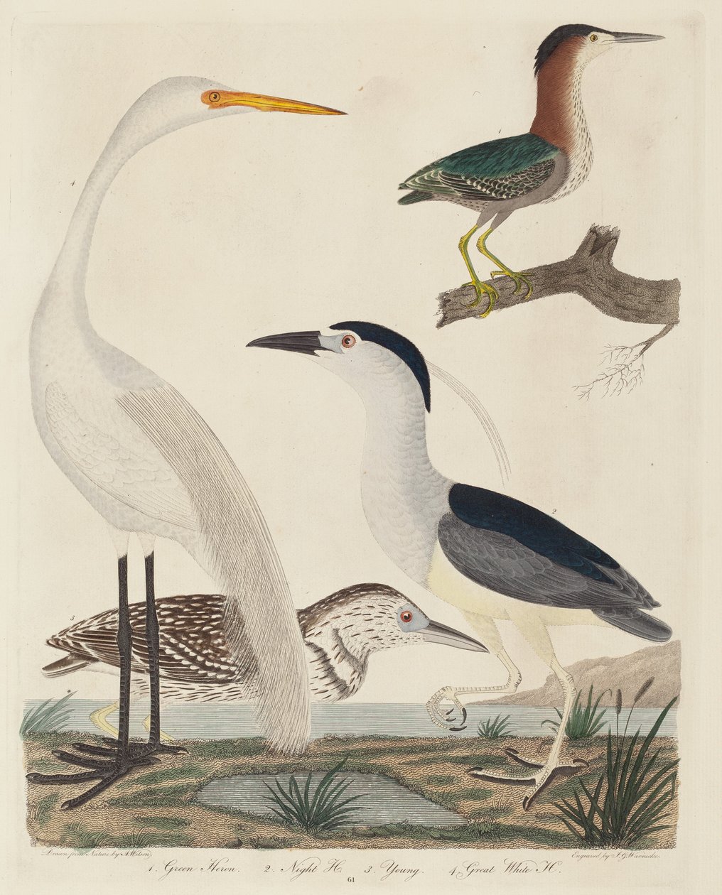 Green Heron, Night Heron, Young Heron e Great White Heron de John G. Warnicke after Alexander Wilson