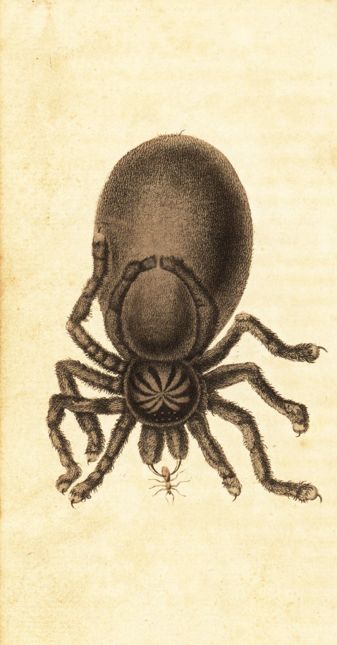 Tarântula Pinktoe, Avicularia avicularia. ,1800 (gravura) de John Gabriel Stedman