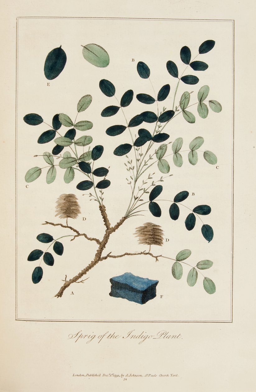 Raminho da planta índigo de John Gabriel Stedman