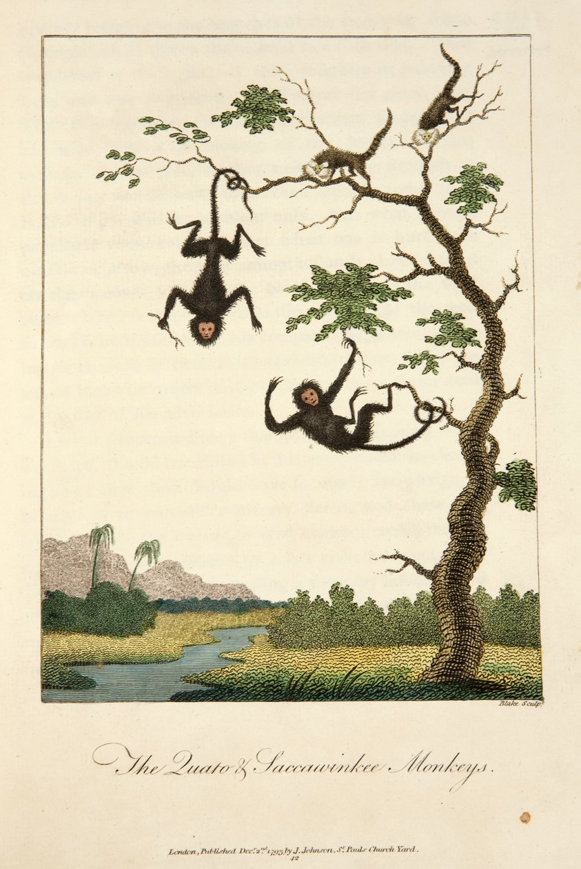 Os macacos Quato e Saccawinkee de John Gabriel Stedman