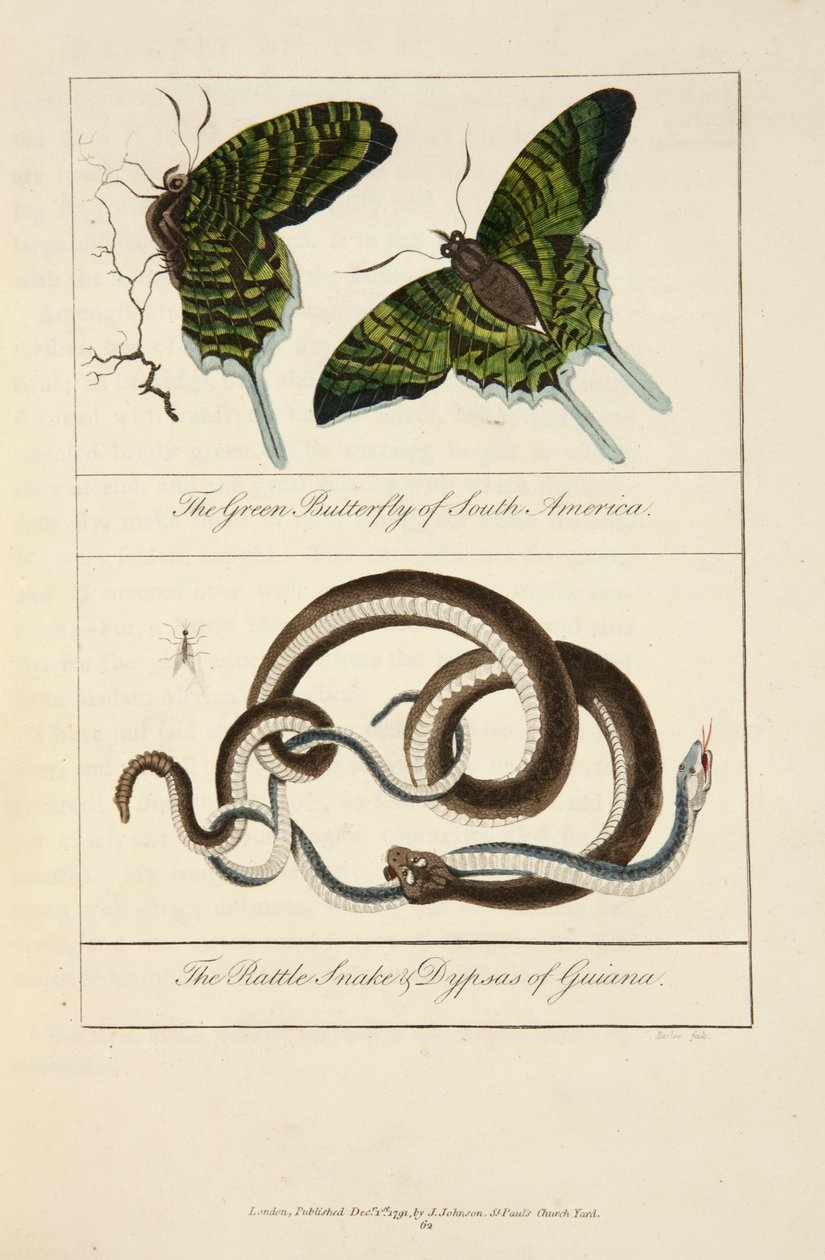 A borboleta verde da América do Sul e a cobra chocalho e dypsas da Guiana de John Gabriel Stedman