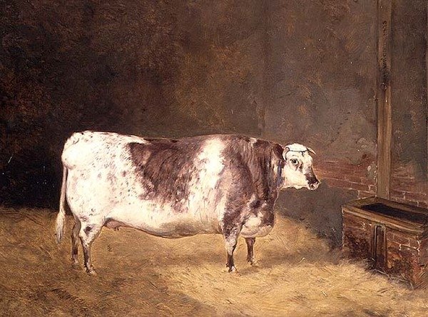 Vaca Shorthorn de John Goode