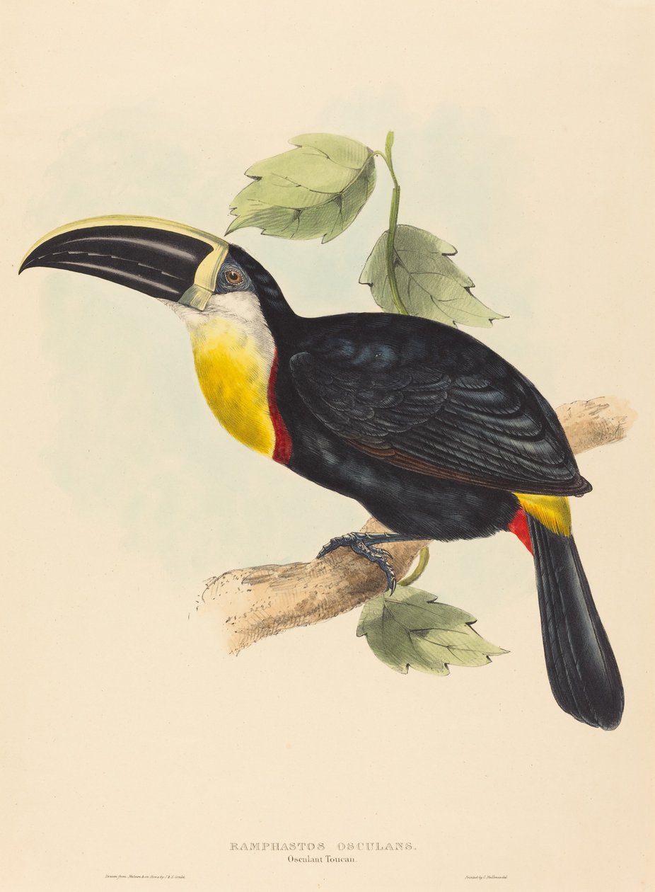 Osculant Toucan Ramphastos osculans. Criadores: John Gould, Elizabeth Gould. de John Gould, Elizabeth Gould