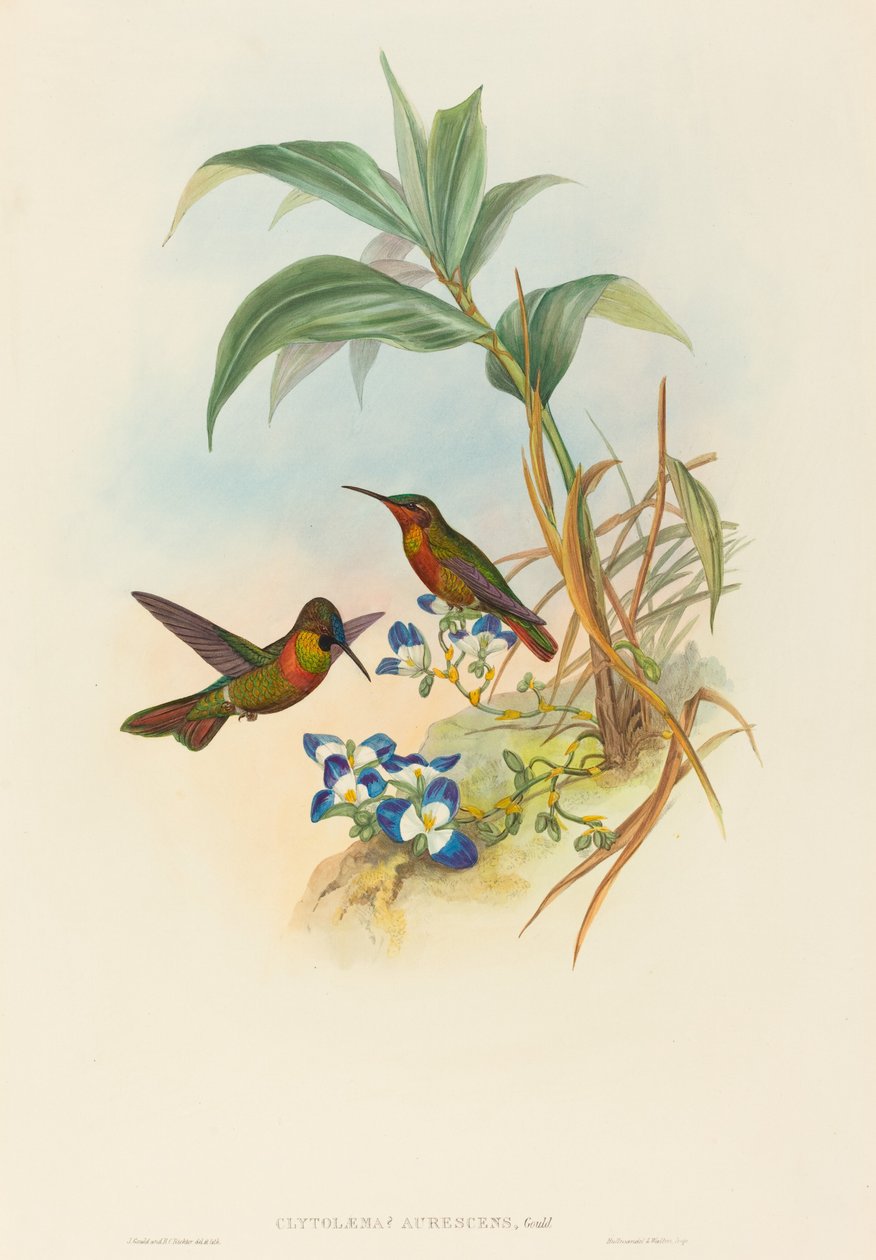 Clytolaema aurescens Rubi em faixas ou Rubi de Gould. Criadores: John Gould, Henry Constantine Richter. de John Gould and Henry Constantine Richter John Gould and Henry Constantine Richter