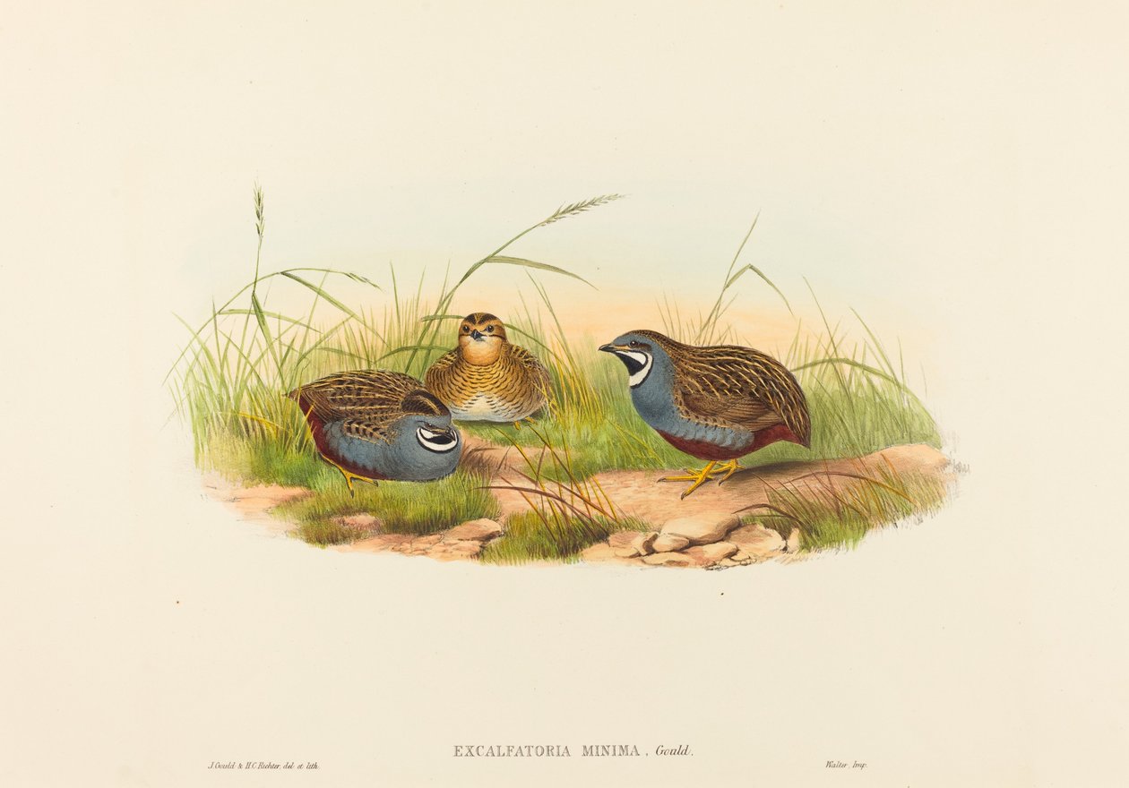 Excalftoria minima Codorna-de-peito-azul. Criadores: John Gould, Henry Constantine Richter. de John Gould and Henry Constantine Richter John Gould and Henry Constantine Richter
