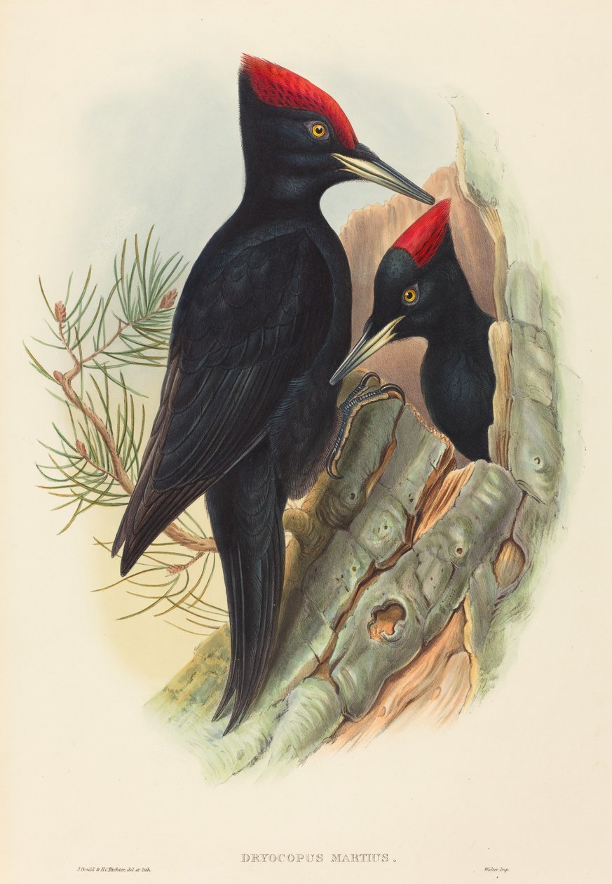 Grande Pica-pau-preto Dryocopus martius. Criadores: John Gould, Henry Constantine Richter. de John Gould and Henry Constantine Richter John Gould and Henry Constantine Richter