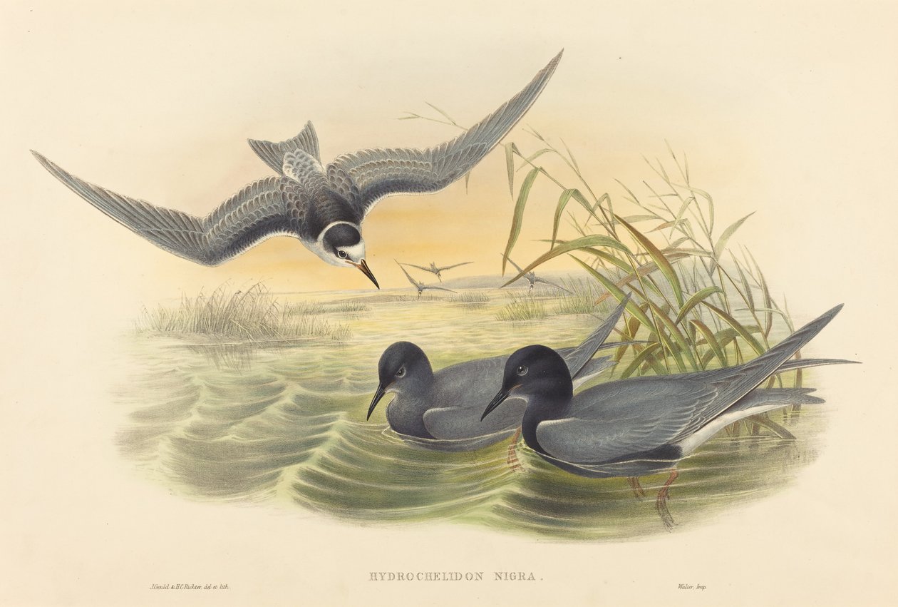 Hydrochelidon nigra. Criadores: John Gould, Henry Constantine Richter. de John Gould and Henry Constantine Richter John Gould and Henry Constantine Richter