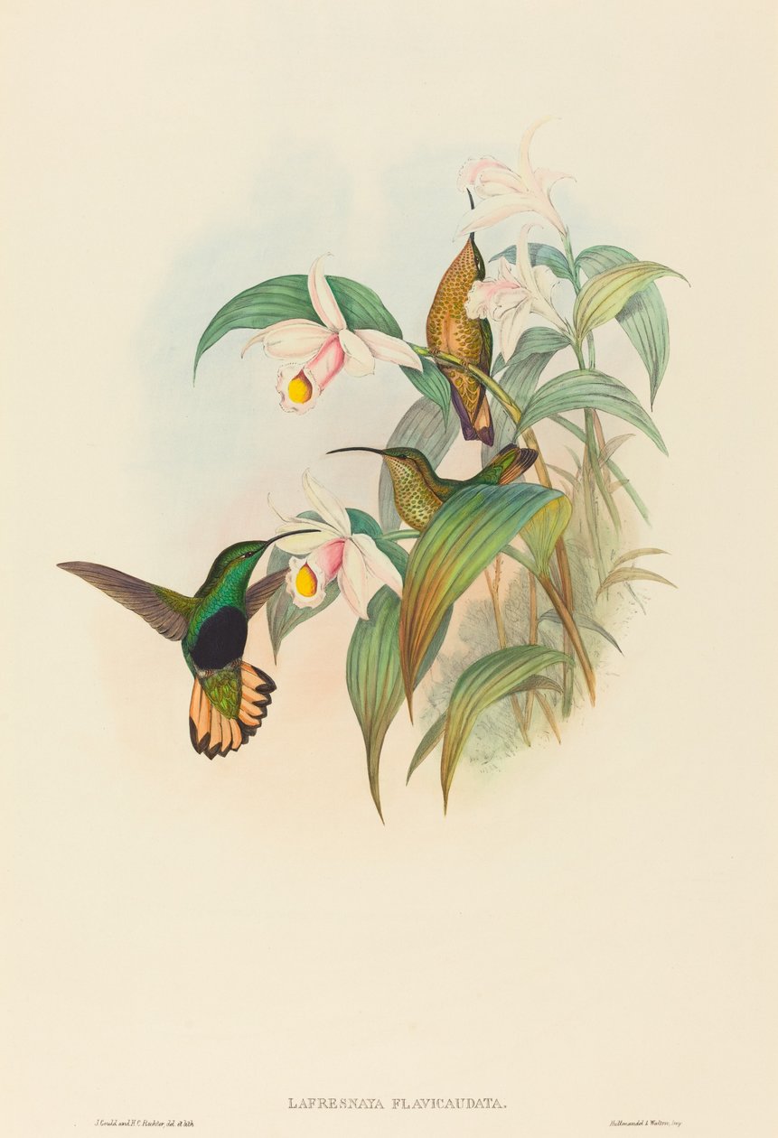 Lafresnaya flavicaudata Buff-tailed Velvet-breast. Criadores: John Gould, Henry Constantine Richter. de John Gould and Henry Constantine Richter John Gould and Henry Constantine Richter
