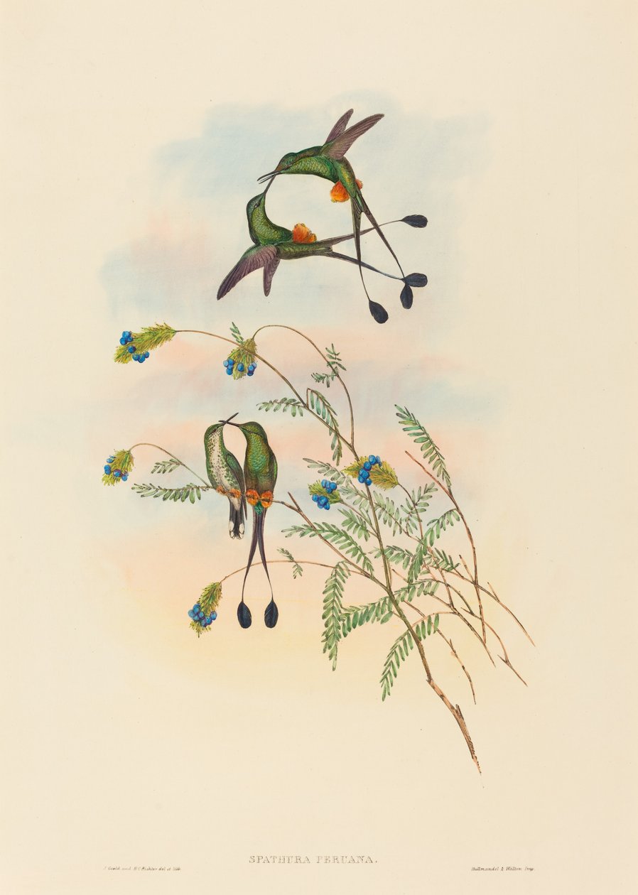 Spathura peruana peruana Racket-Tail. Criadores: John Gould, Henry Constantine Richter. de John Gould and Henry Constantine Richter John Gould and Henry Constantine Richter