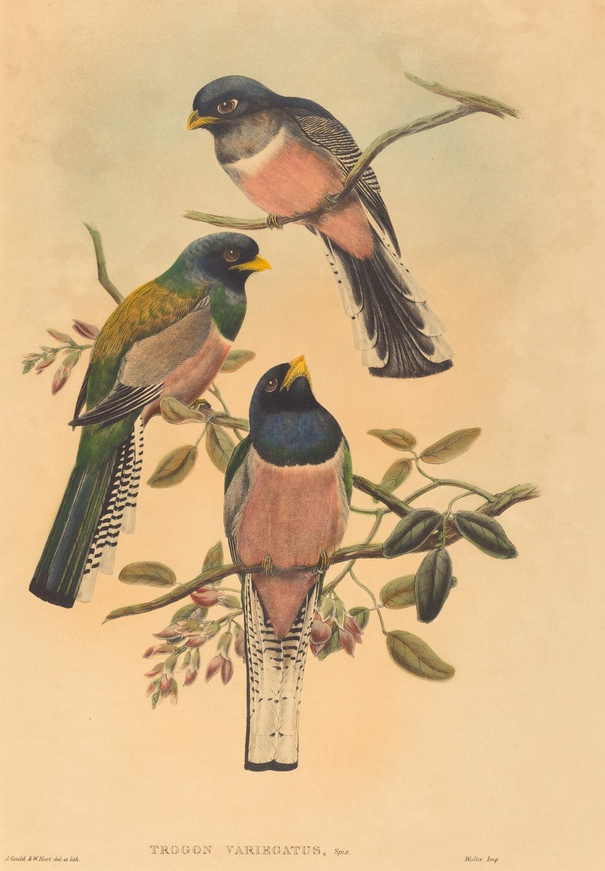 Trogan variegatus, provavelmente 18361838. Criadores: John Gould, William Matthew Hart. de John Gould, William Matthew Hart