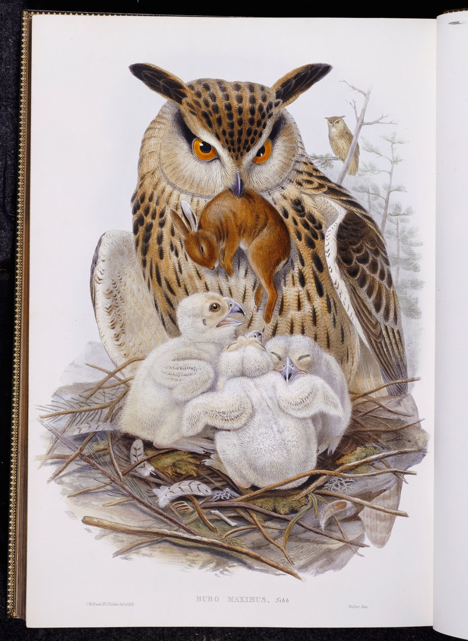 A Great Owl and Chicks, de "The Birds of Europe", publicado 1832-37 de John Gould