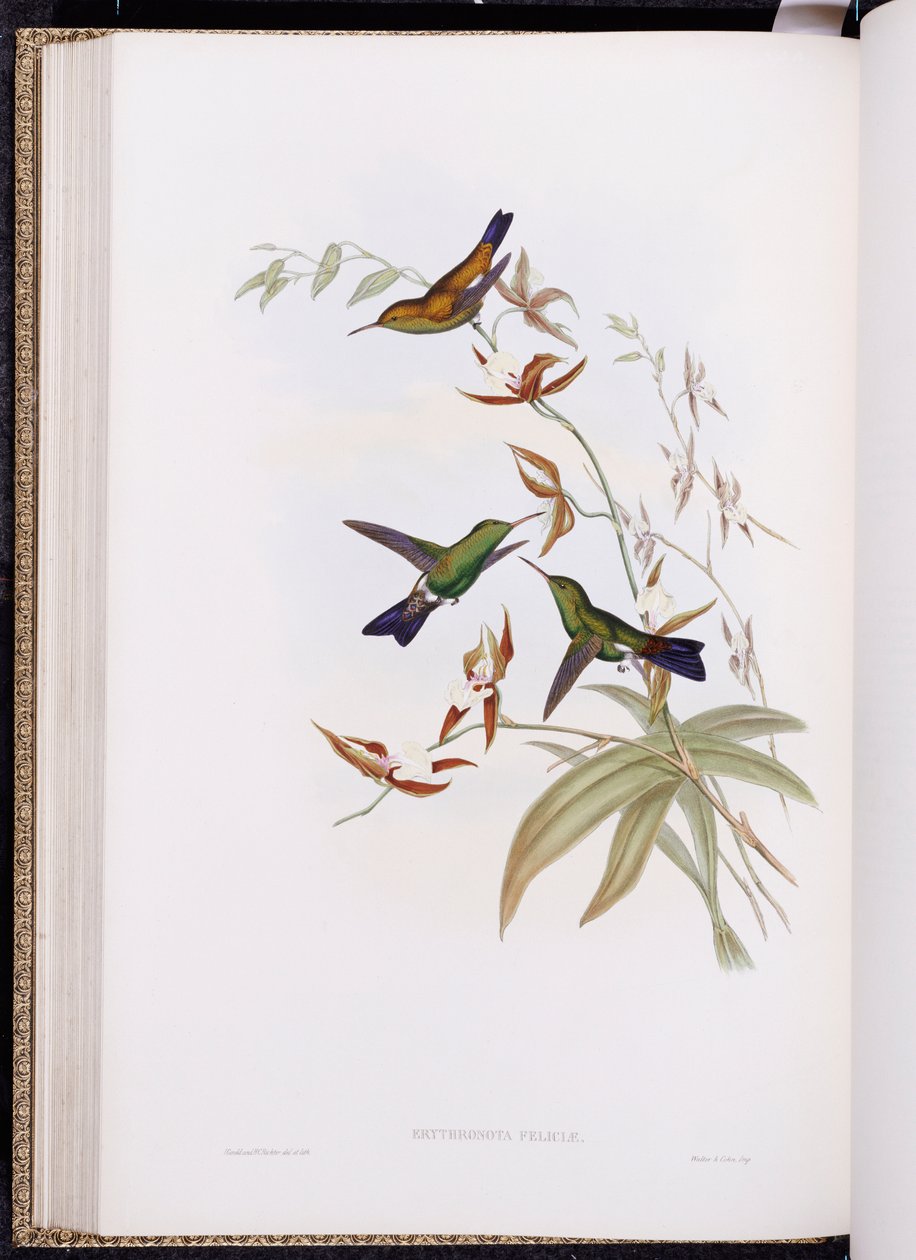 Uma Monografia de Trochilidae, ou Família de Beija-flores, publicada em 1849-61 de John Gould