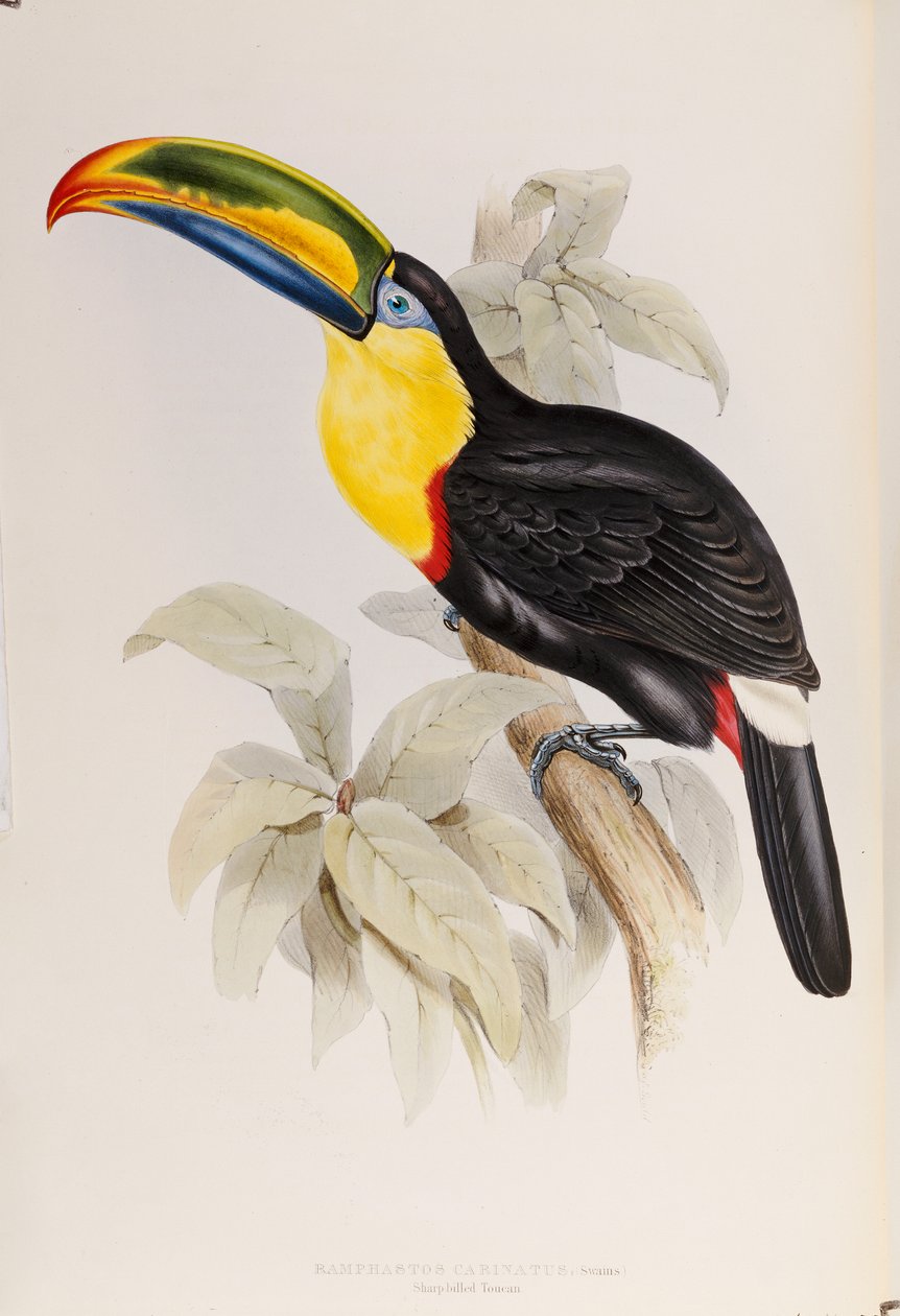 Uma monografia dos Ramphastidae, ou família de tucanos, primeira edição, publicada em 1834 de John Gould