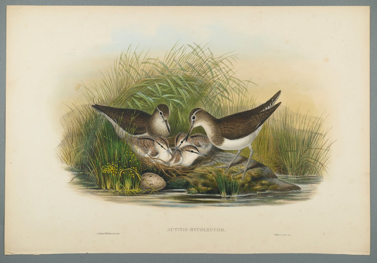 Actitis Hypoleucos - Summer Snipe (cor litho em papel de seda) de John Gould