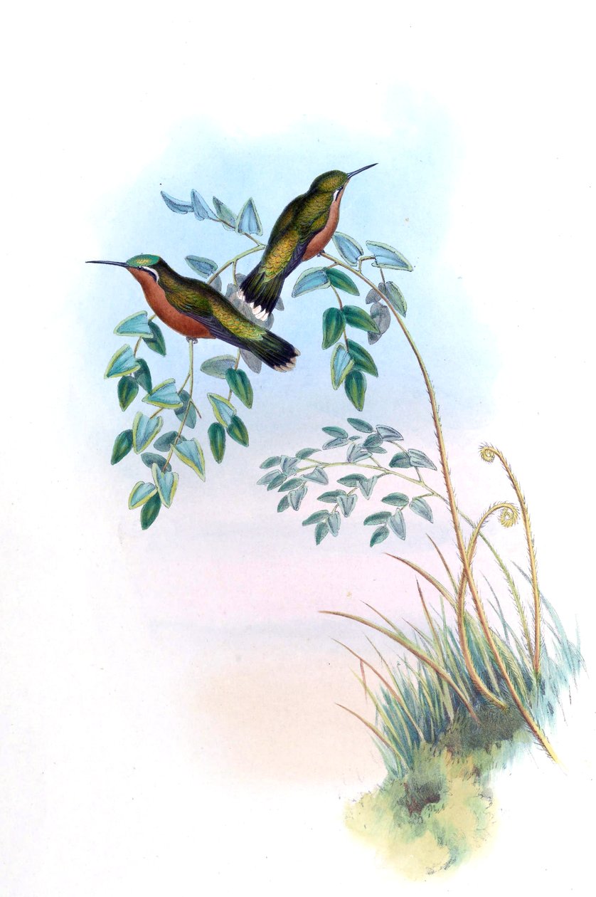 Adelomyia castaneiventris = Lampornis castaneoventris de John Gould