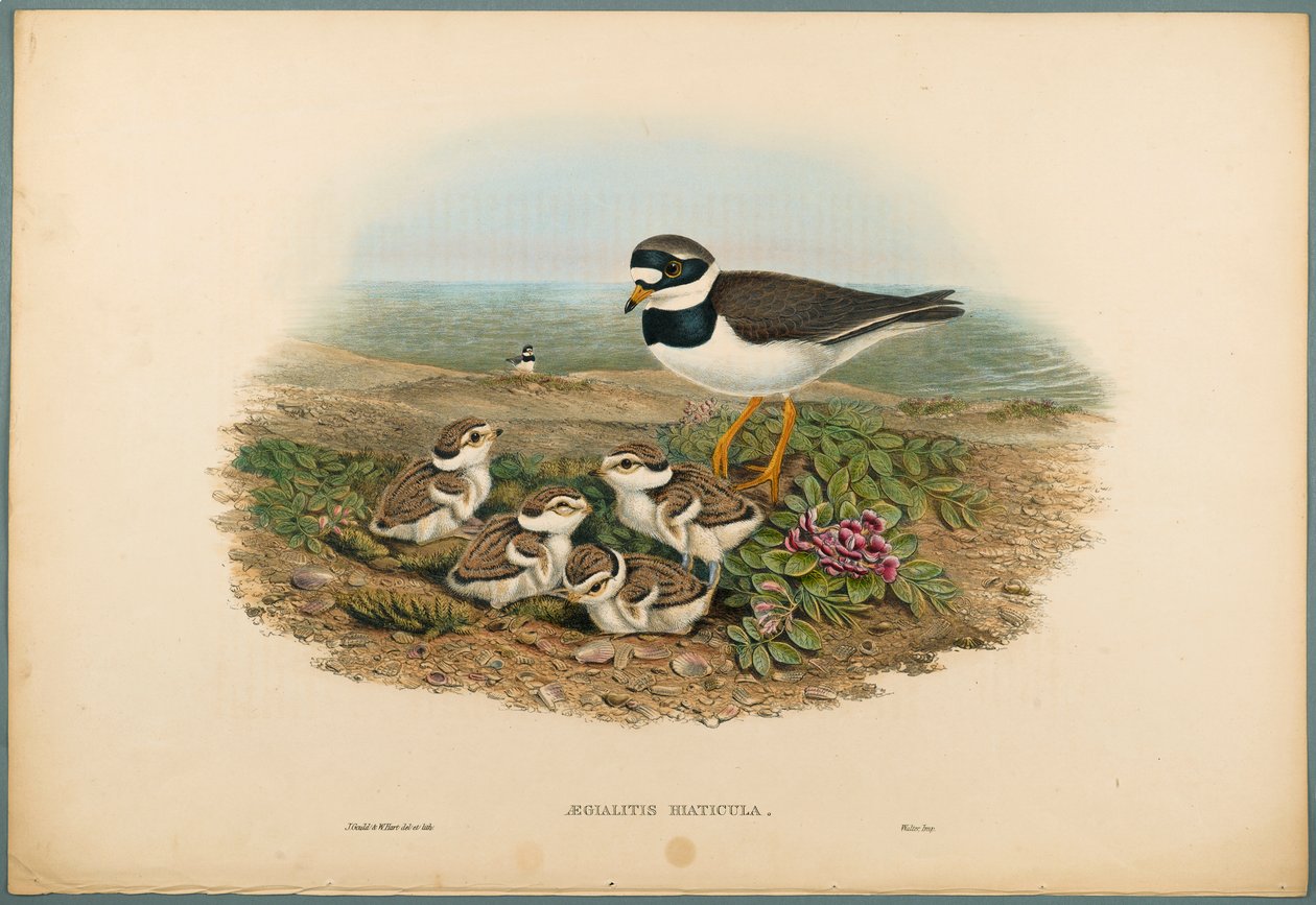 Aegialitis Hiaticula - tarambola rodeado (litho colorido no papel wove) de John Gould