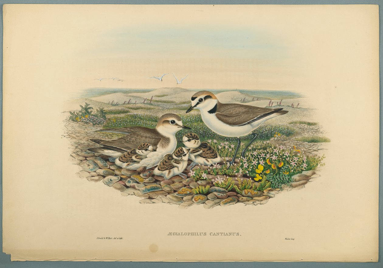 Aegialophilus Cantianus - Plover Kentish (cor lito em papel de capa) de John Gould
