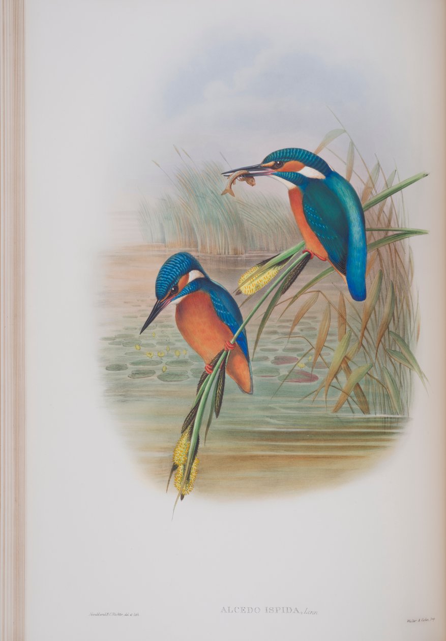 Alcedo Ispida, prato de The Birds of Great Britain, de John Gould, publicado em 1862-73 (litografia colorida à mão) de John Gould