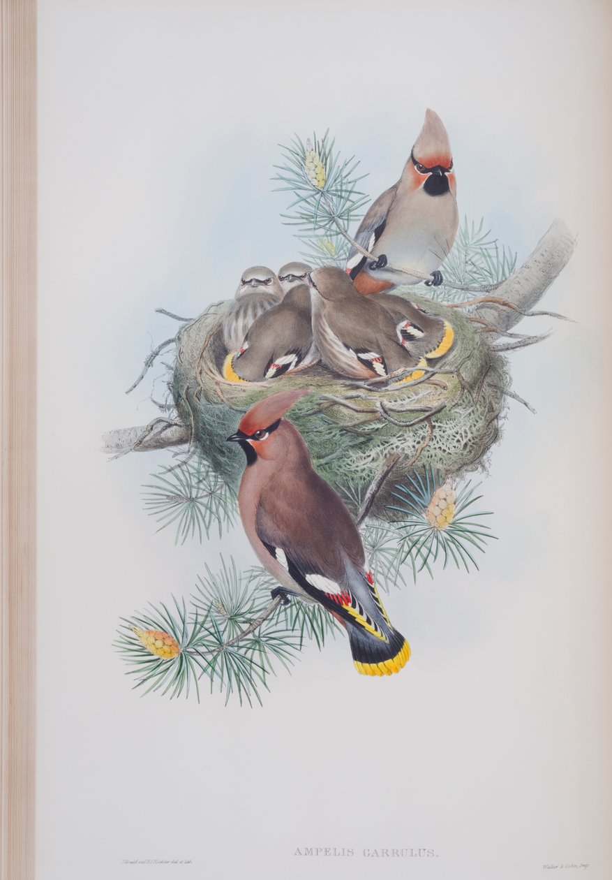 Ampelis Garrulus, prato de The Birds of Great Britain, de John Gould, publicado em 1862-73 (litografia colorida à mão) de John Gould