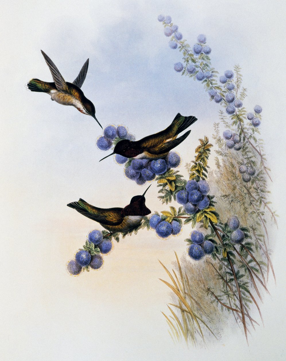 Beija-flor de Anna (Calypte anna), gravura de Monograph of Trochilidae or Humming Birds (1849-1861), de John Gould (1804-1881), Reino Unido de John Gould