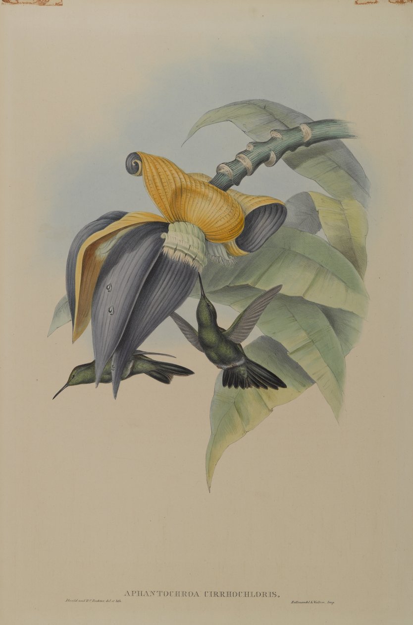 Aphantochroa Cirrhochloris: Sombre Humming Bird de John Gould