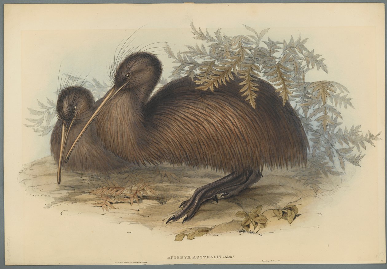 Apteryx Australis (cor litho em papel de capa) de John Gould