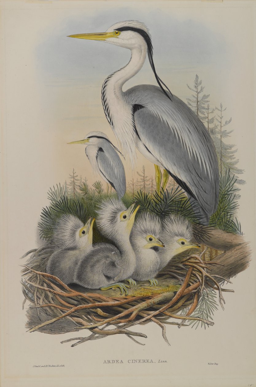 Ardea Cinerea - Garça de John Gould