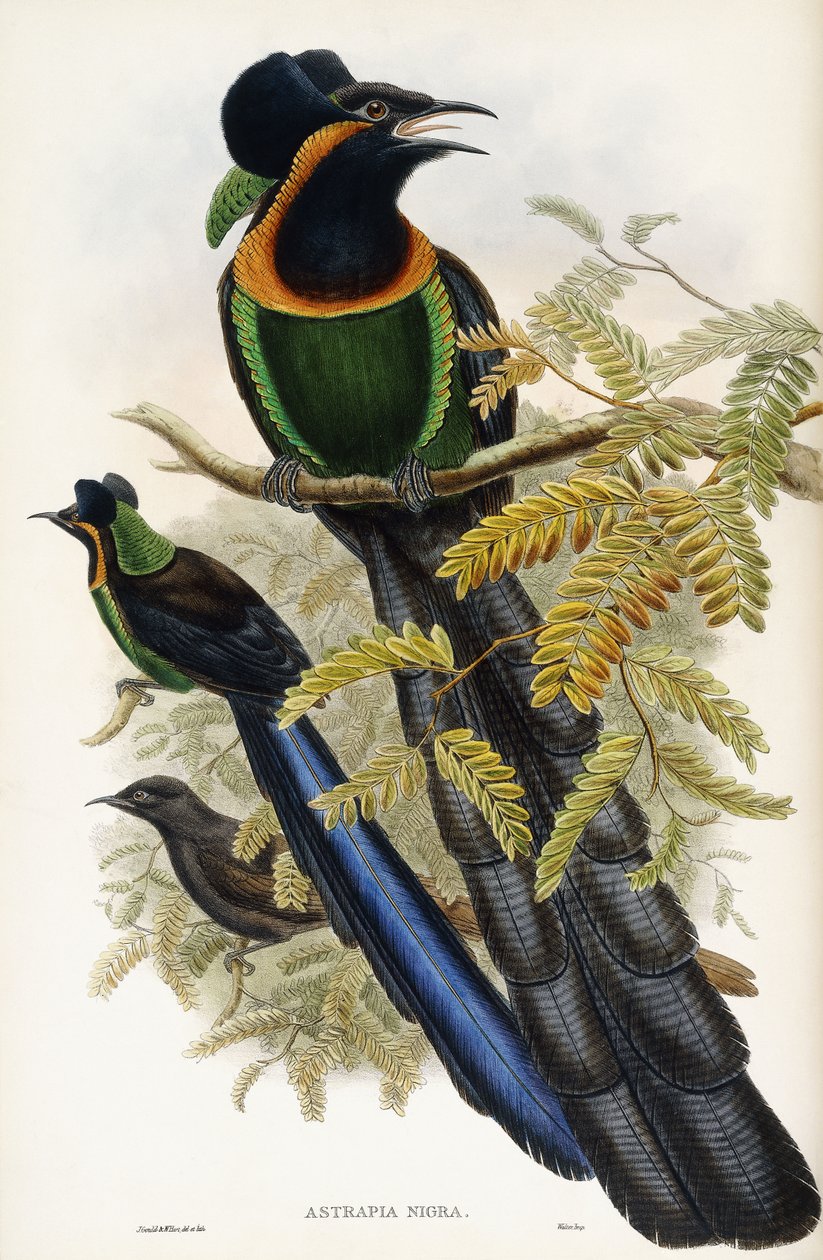 Arfak Astrapia de John Gould